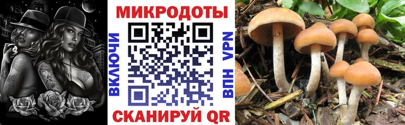 Псилоцибиновые грибы прущие грибы  Пойковский 